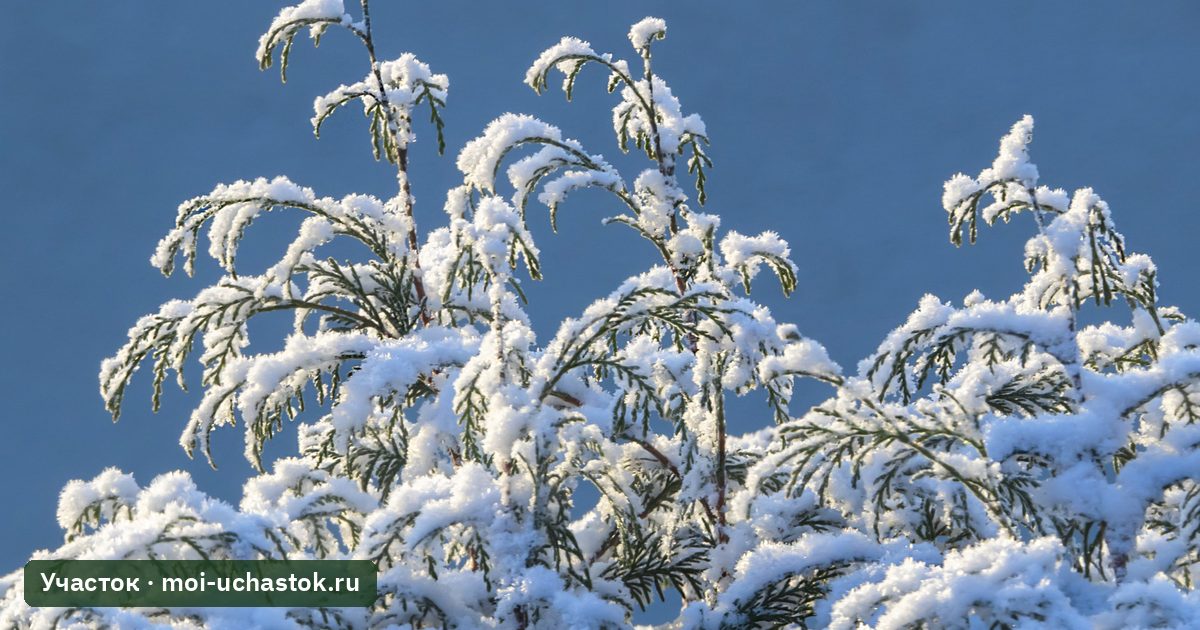 Снег на ветках живой изгороди