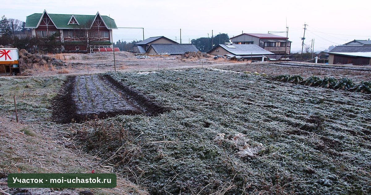 Поле с огородом, покрытое инеем после заморозка