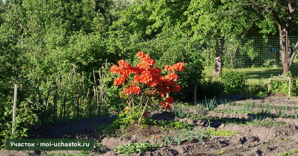 Весенний пейзаж