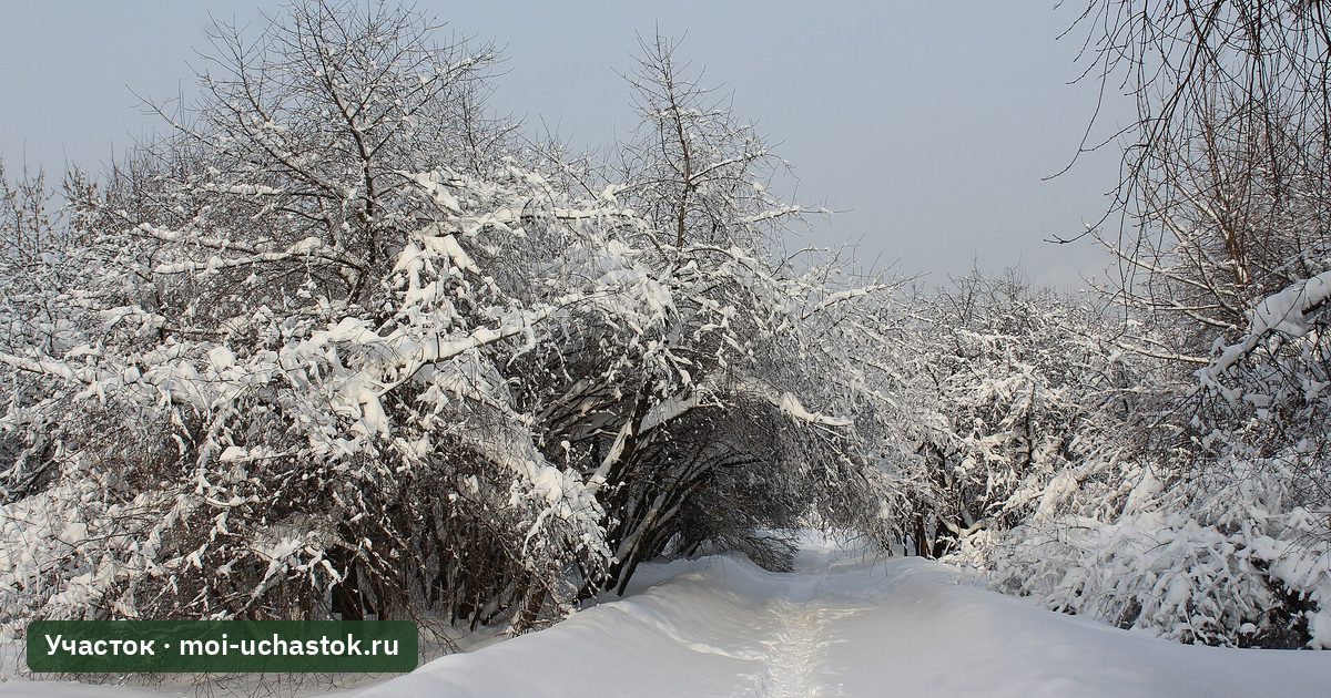 Заснеженные яблони в январе