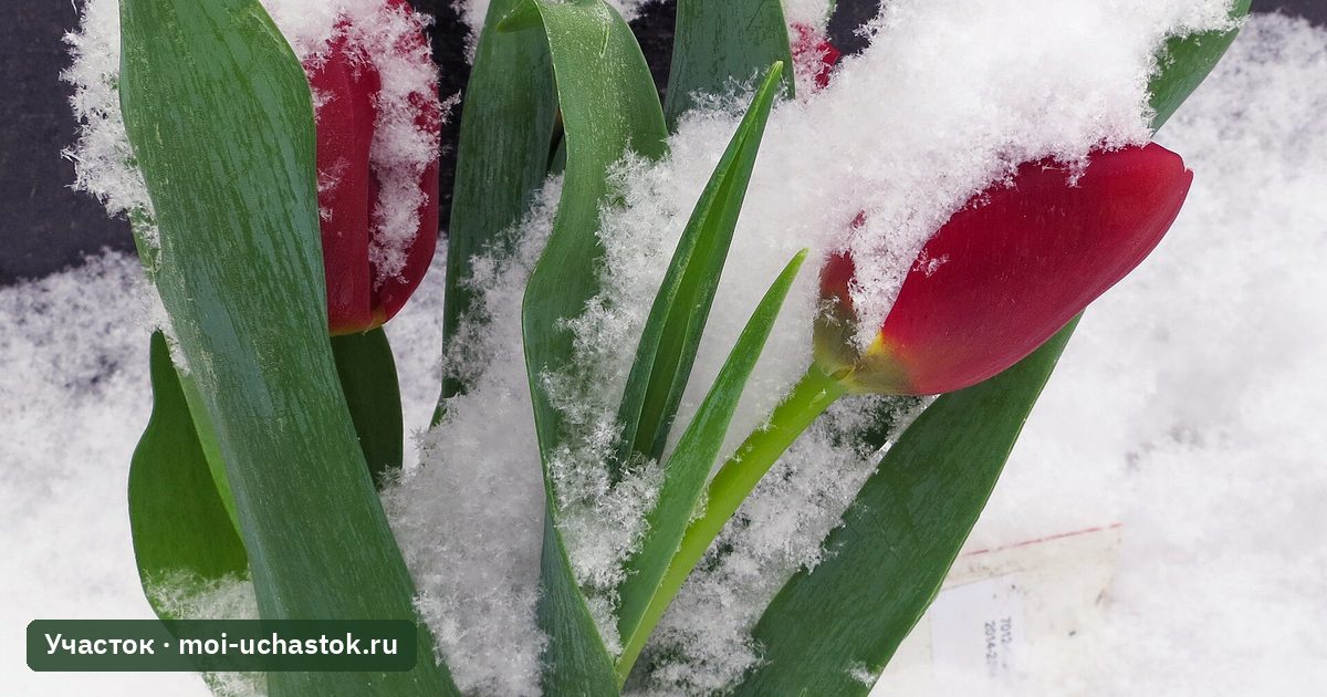Тюльпаны под весенним снегом