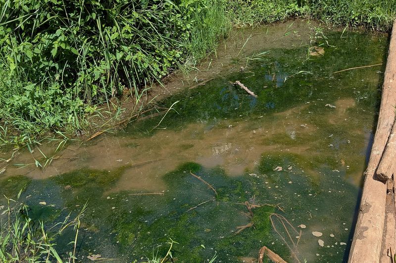 Зелёные водоросли в воде