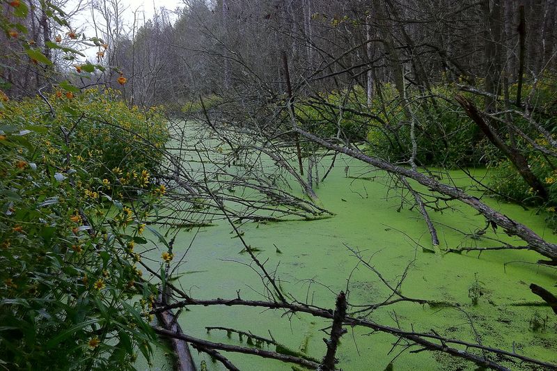 Зацветшая вода в пруду