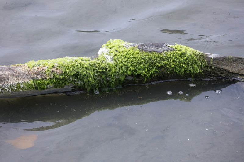 Водоросли в воде