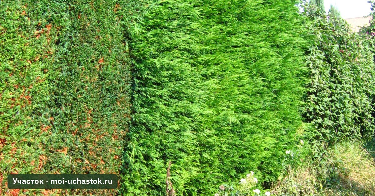 Электрический кусторез у подстриженной изгороди