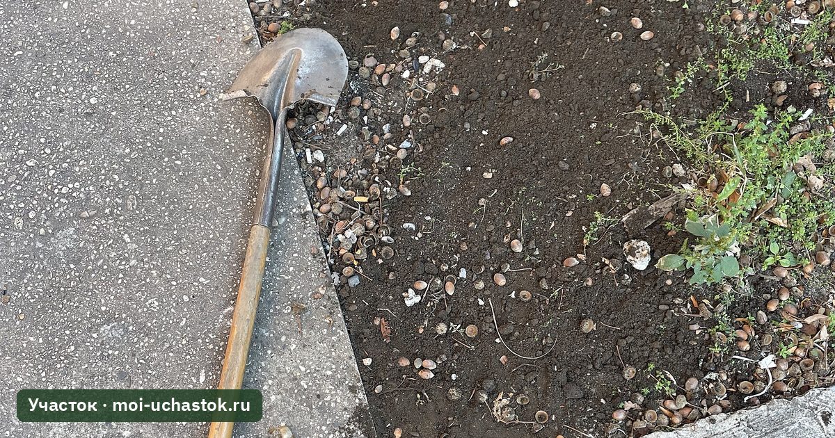 Лопата с деревянным черенком у края дорожки