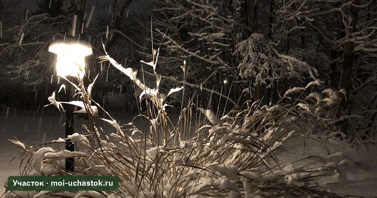 Декоративные злаки под снегом зимой