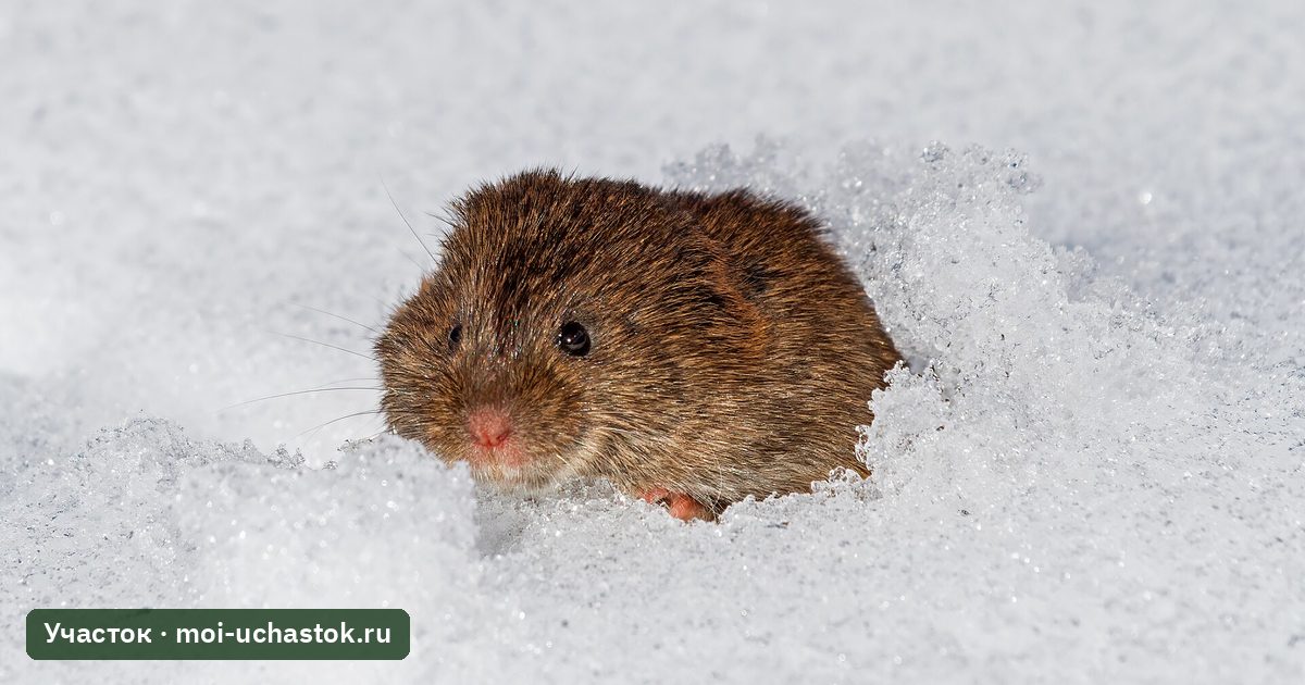 Полёвка выбирается из-под снега