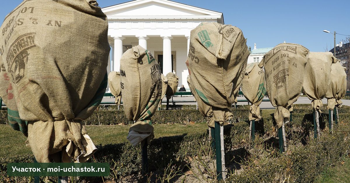 Растения в зимних укрытиях из мешковины
