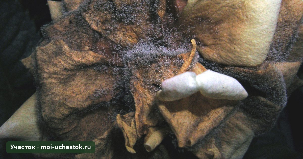 Серая гниль на бутоне розы
