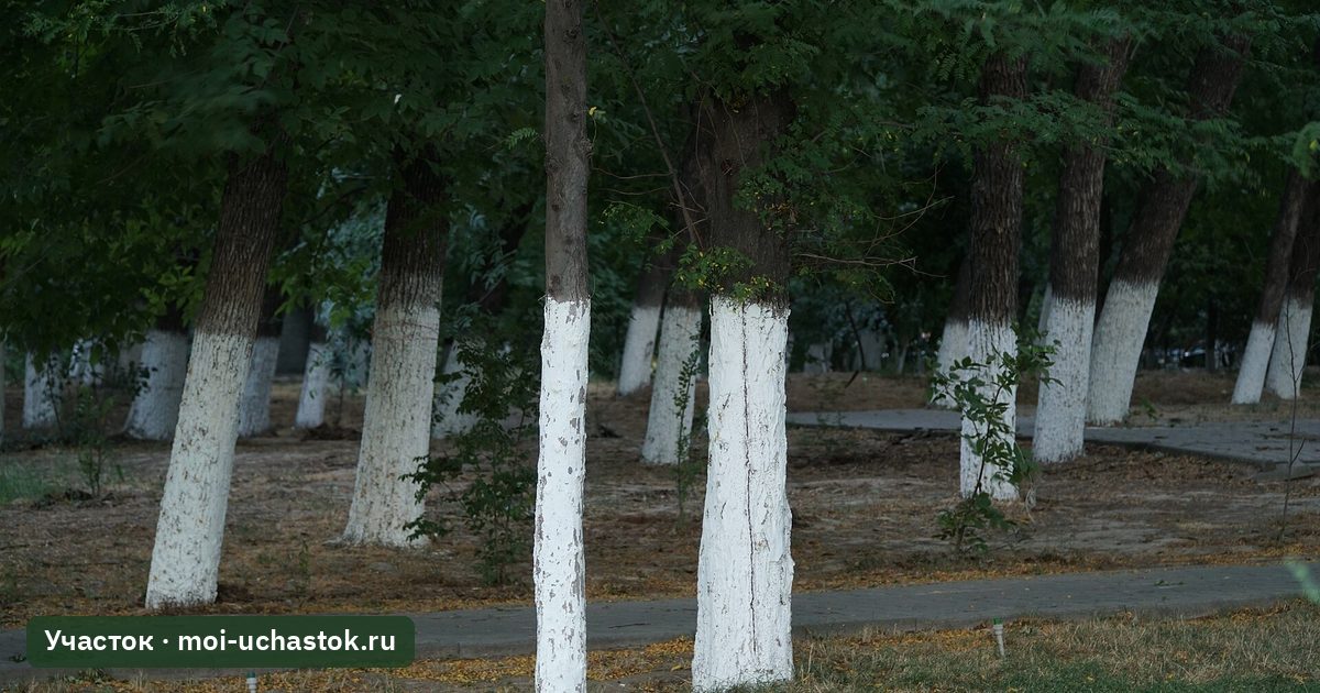 Побелённые стволы деревьев в саду