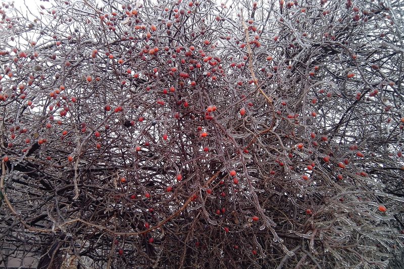 Обледеневший куст шиповника зимой