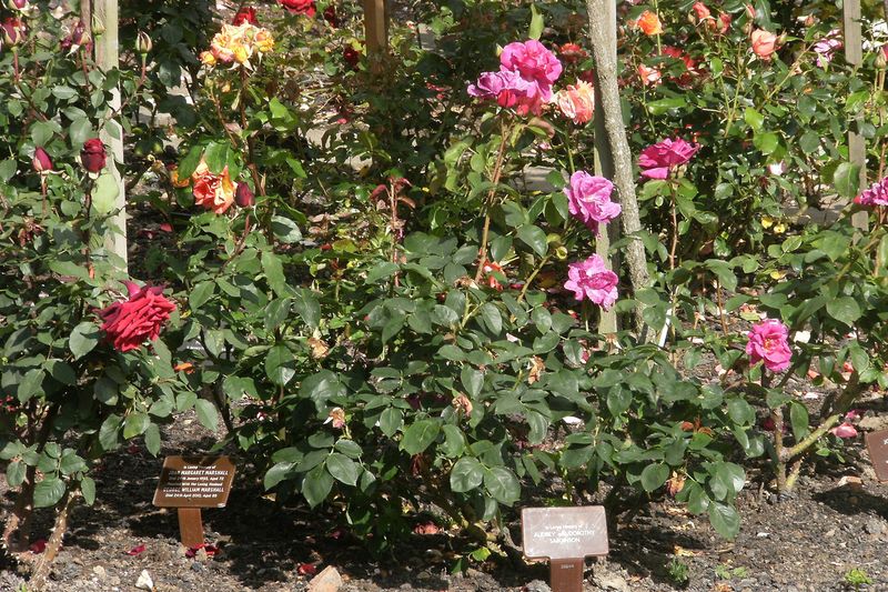 Розы в цветнике летом