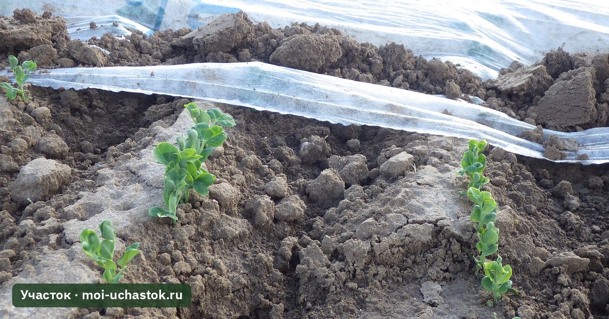 Укрытие частично снято с грядки