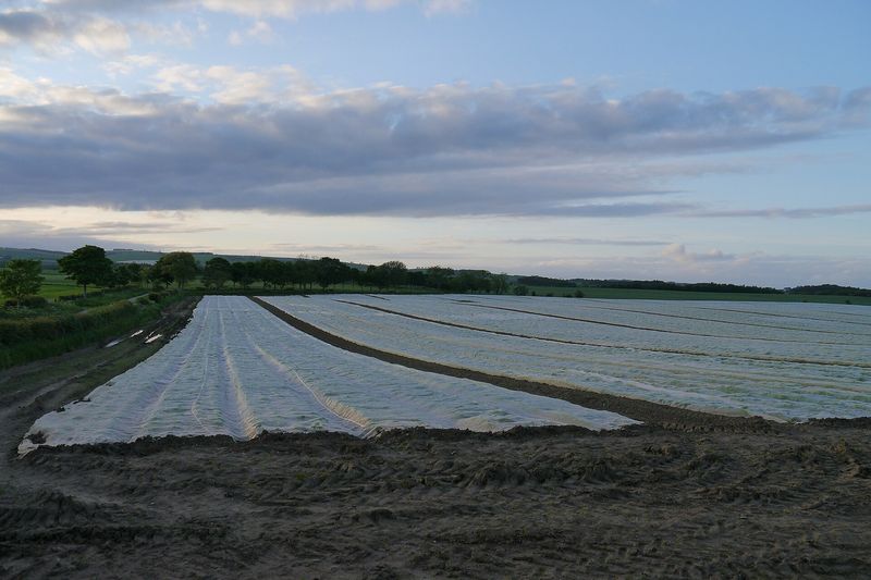 Агроволокно, разложенное на поле