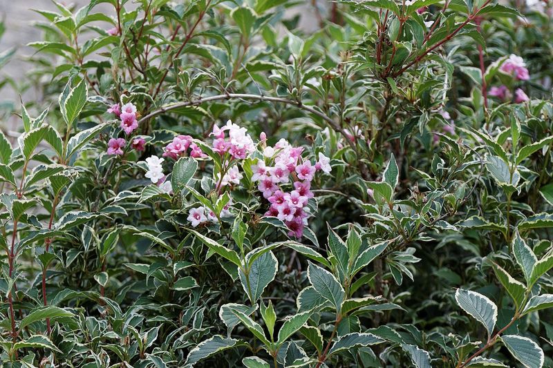 Пёстролистная вейгела Florida Variegata