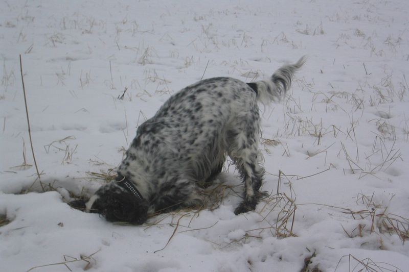 Собака роет яму