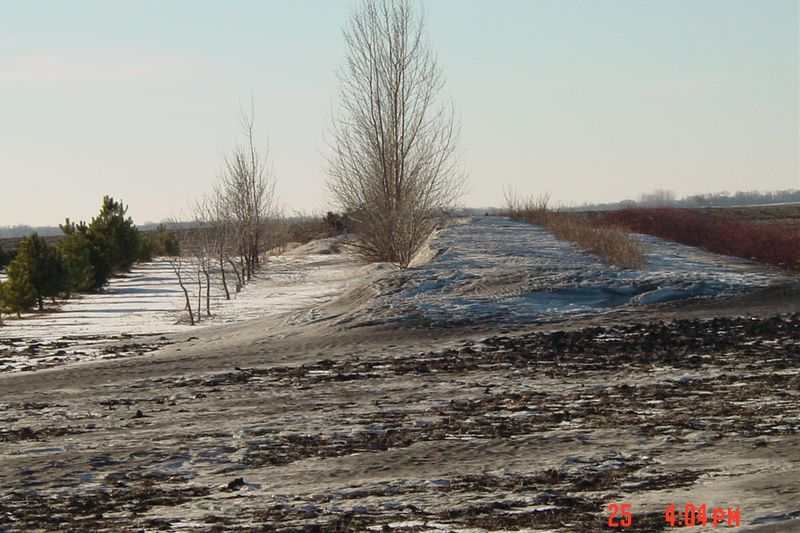 Живая снегозащитная изгородь из деревьев